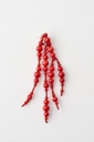 EARRINGS Mussels & Muscels O19.13 Coral 
