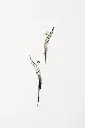 EARRINGS Mussels & Muscels O19.15